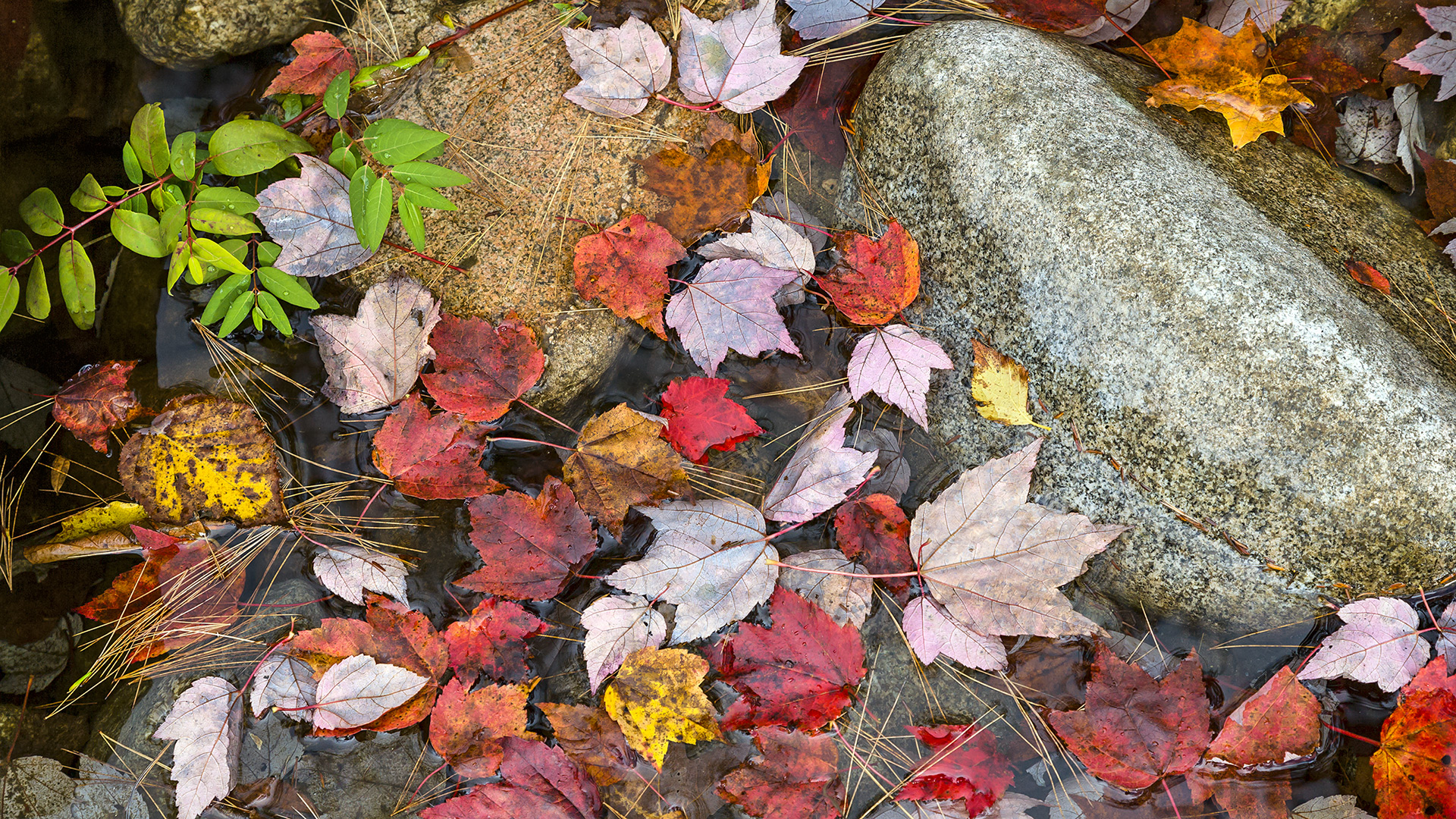 Indian Summer in den White Mountains, USA.