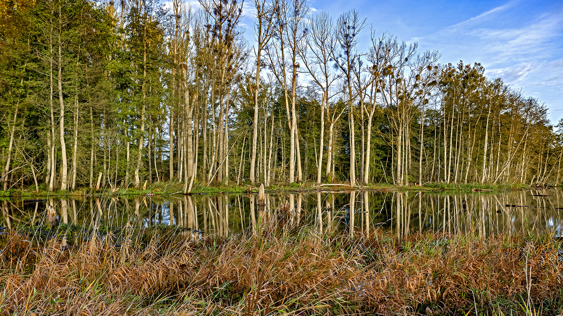 In den Horloff-Auen bei Trais-Horloff, Wetterau.
