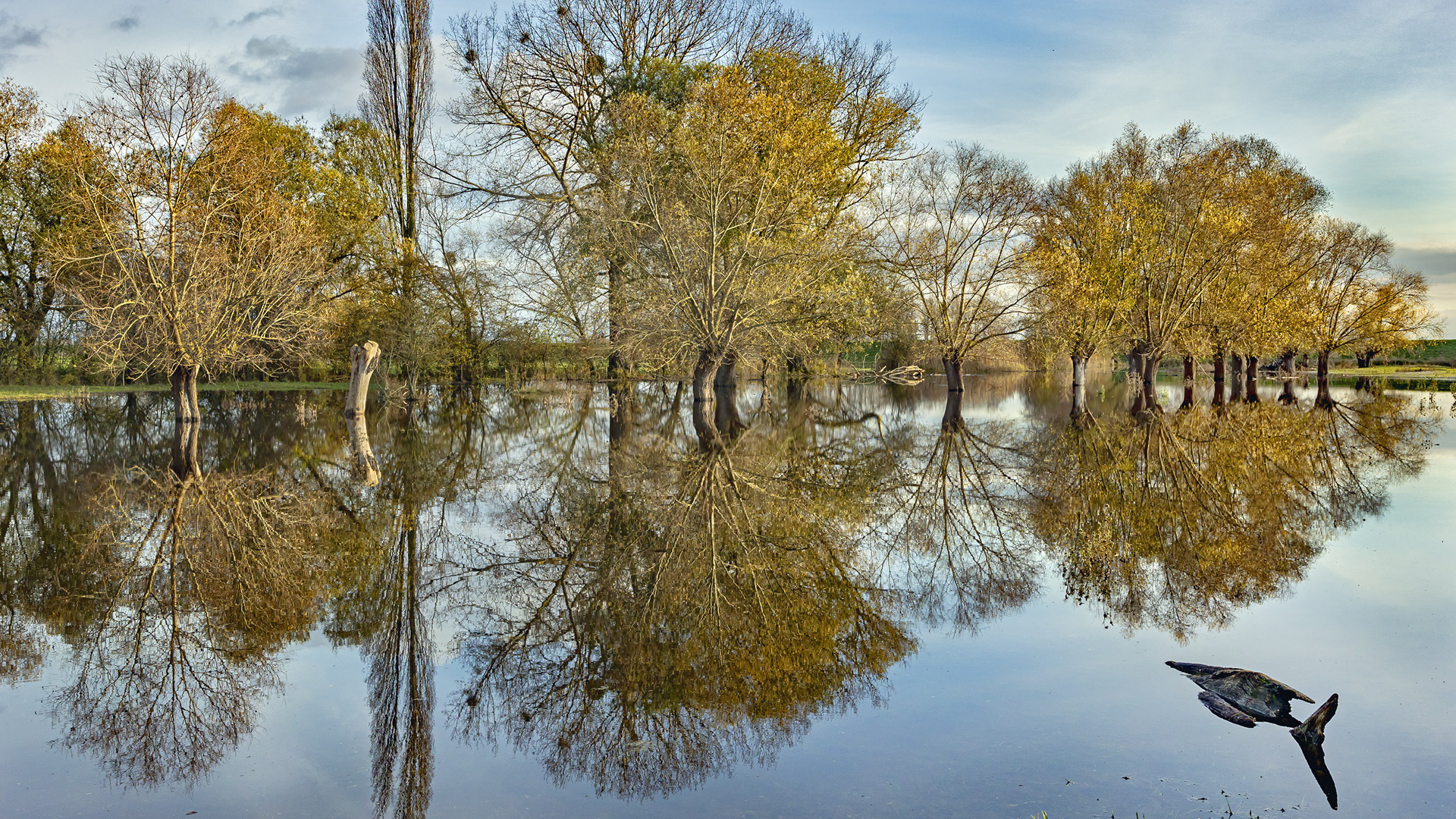 Rheinauen bei Trebur (Lkr. Groß-Gerau).