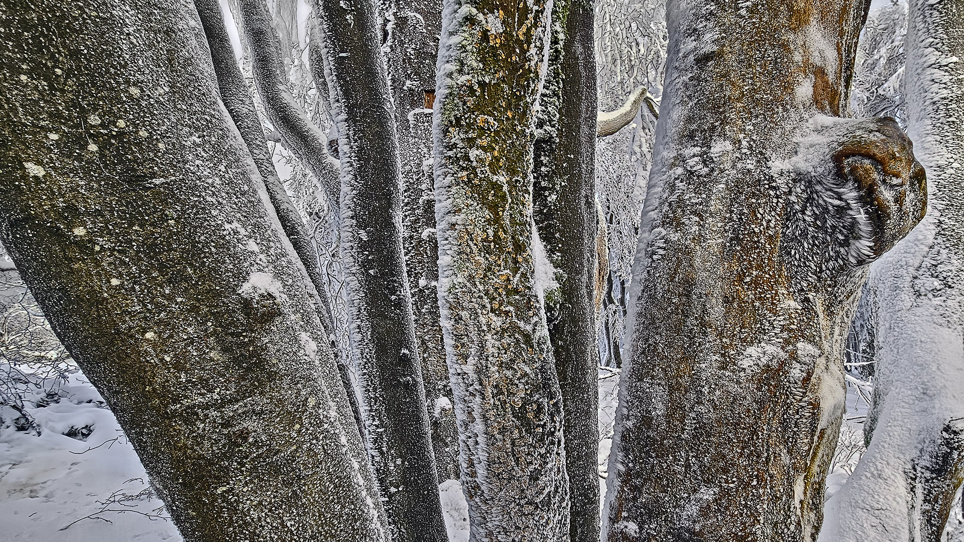 "Meine" Schlingbuche auf dem Großen Feldberg im Taunus. Zu jeder Jahreszeit ein erhabener Anblick.