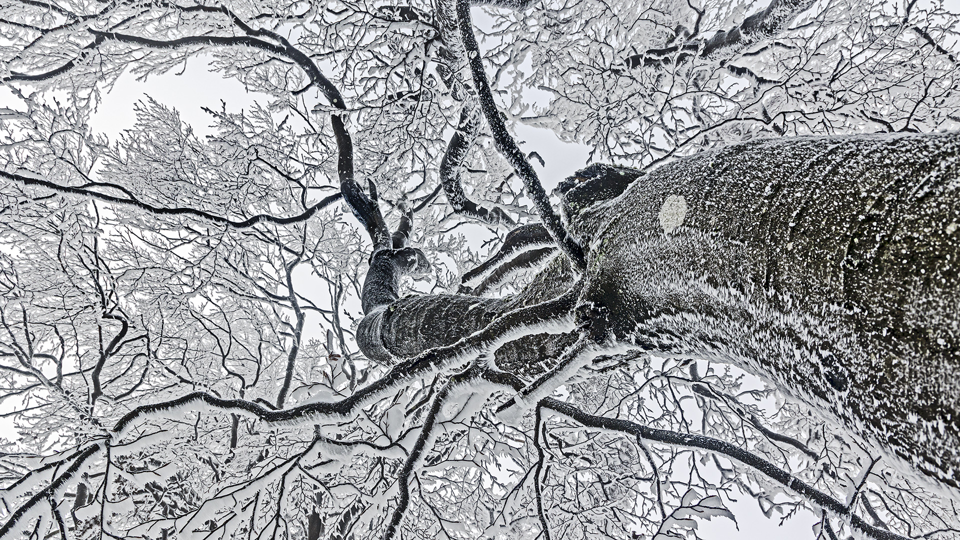 Großer Feldberg im Taunus: Froststarre bei Nordwetterlage.