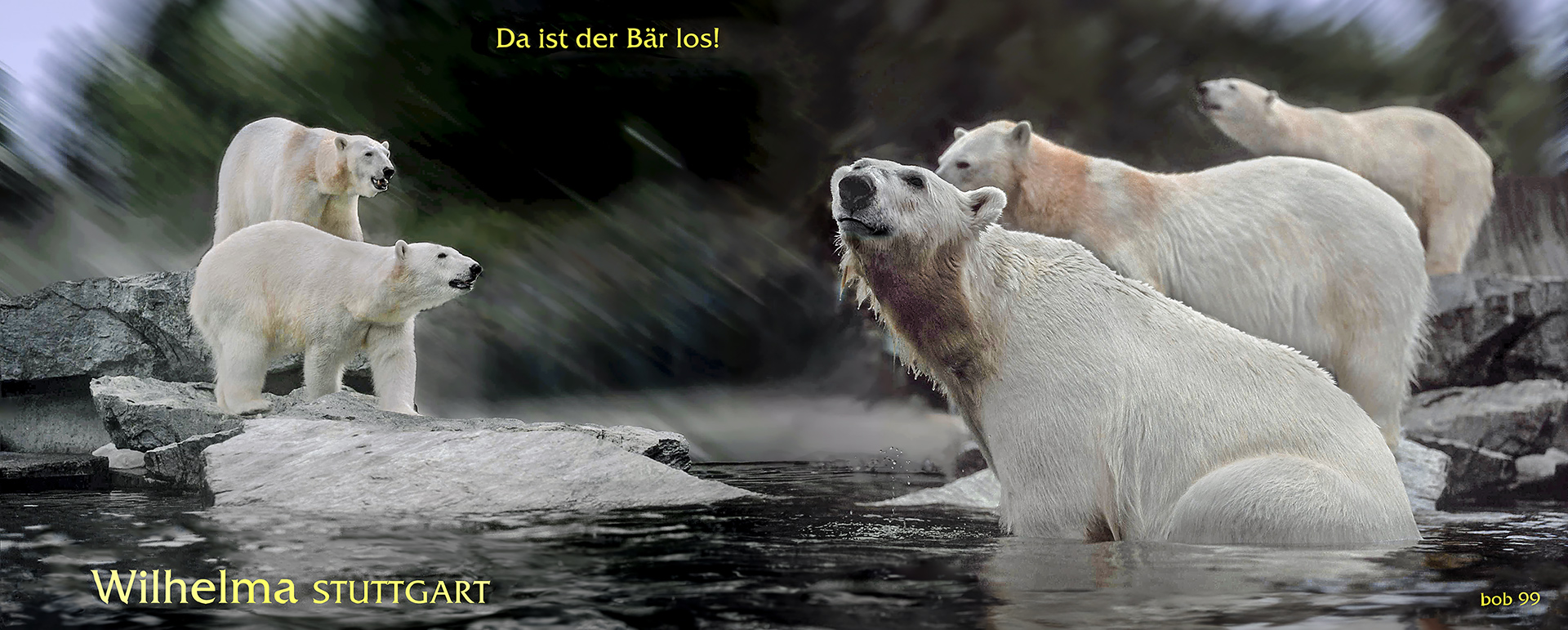 Polarbears in Stuttgart's zoo WILHELMA - Eisbären in der Stuttgarter Wilhelma.