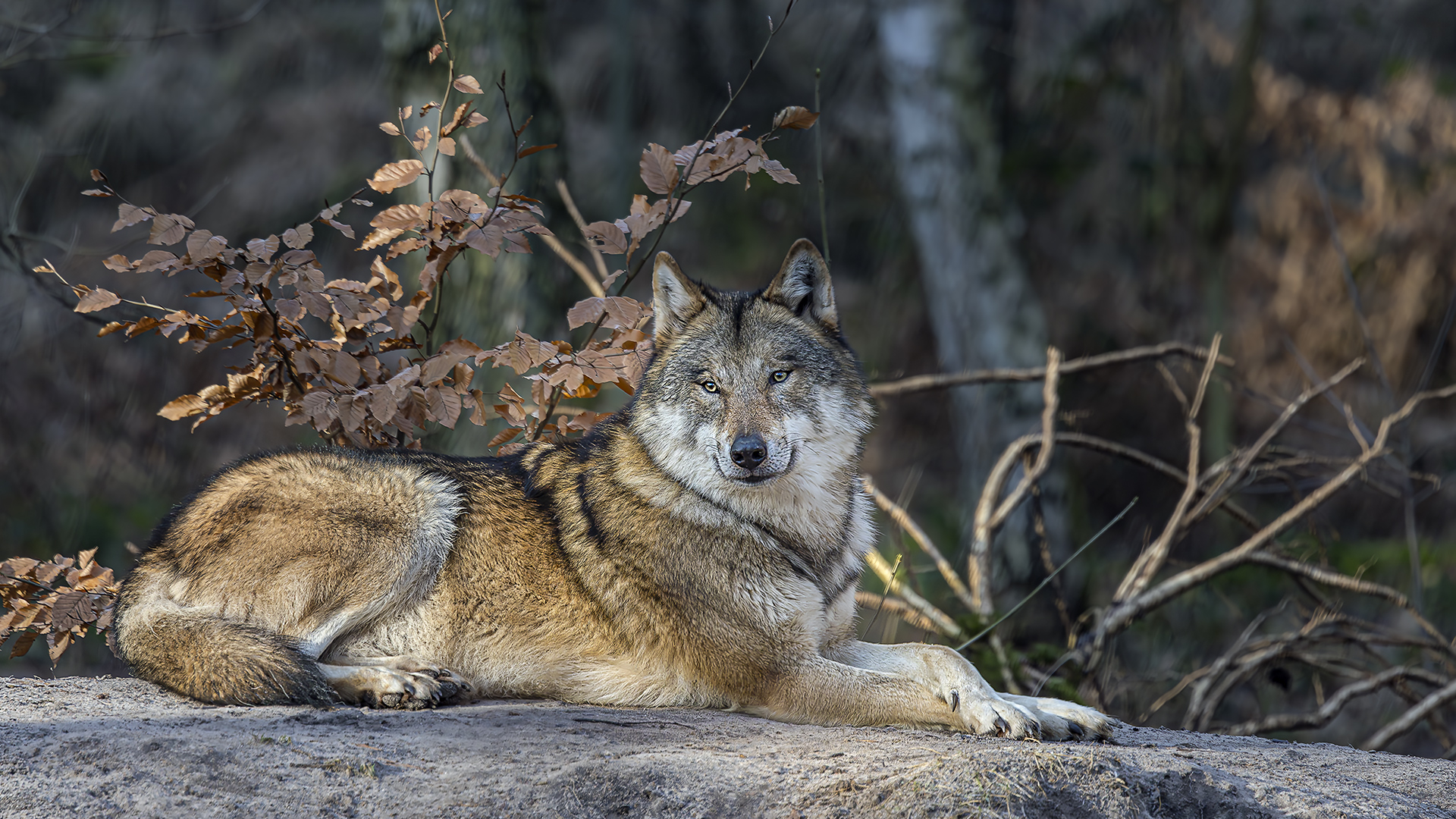 Grauwolf, WP Hanau-Kleinauheim.