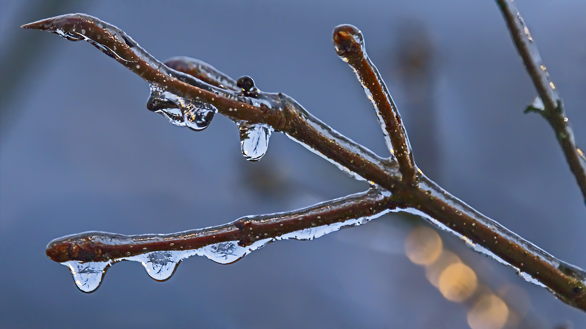 EISREGEN