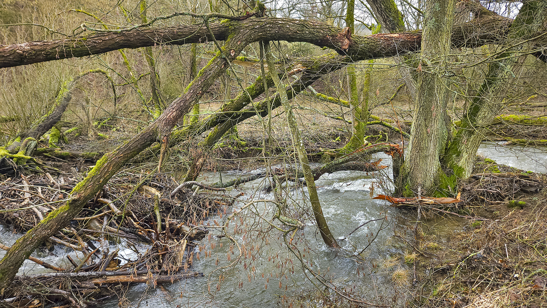 Flussaue der Weil, Hochtaunuskreis.