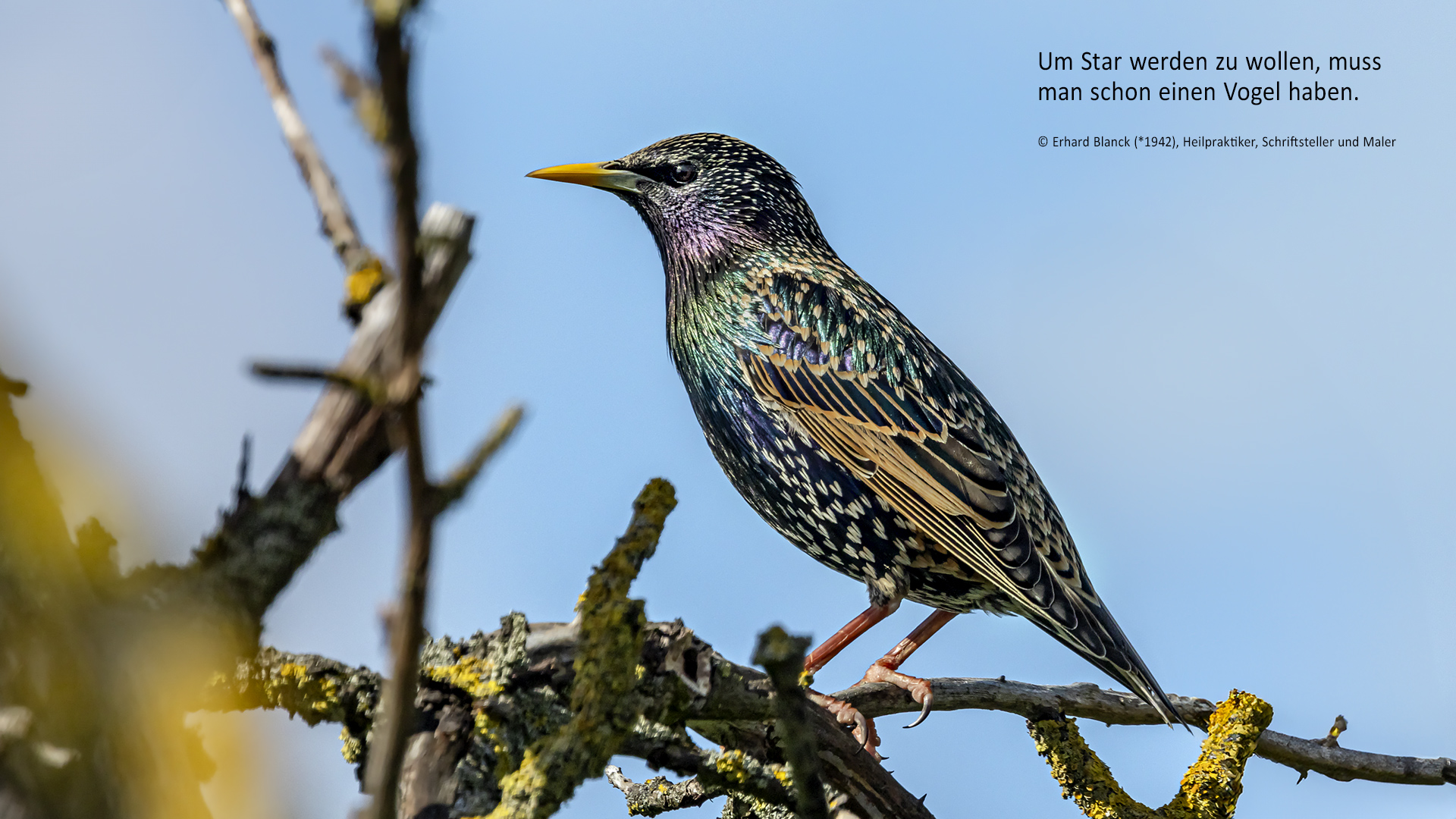 Stare sind Vögel - Stars sind komische Vögel! :-)