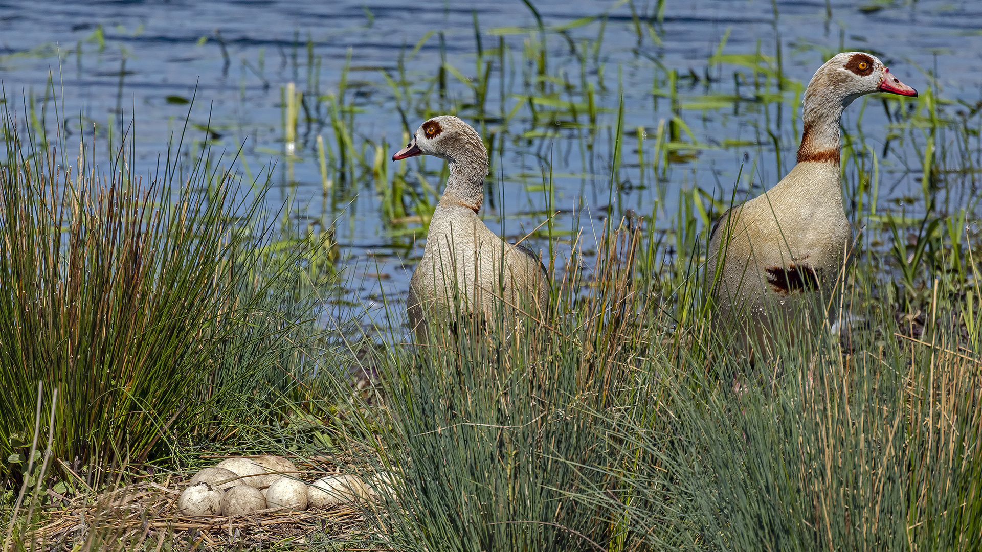 Nilgänse, Eigelege im Bingenheimer Ried.