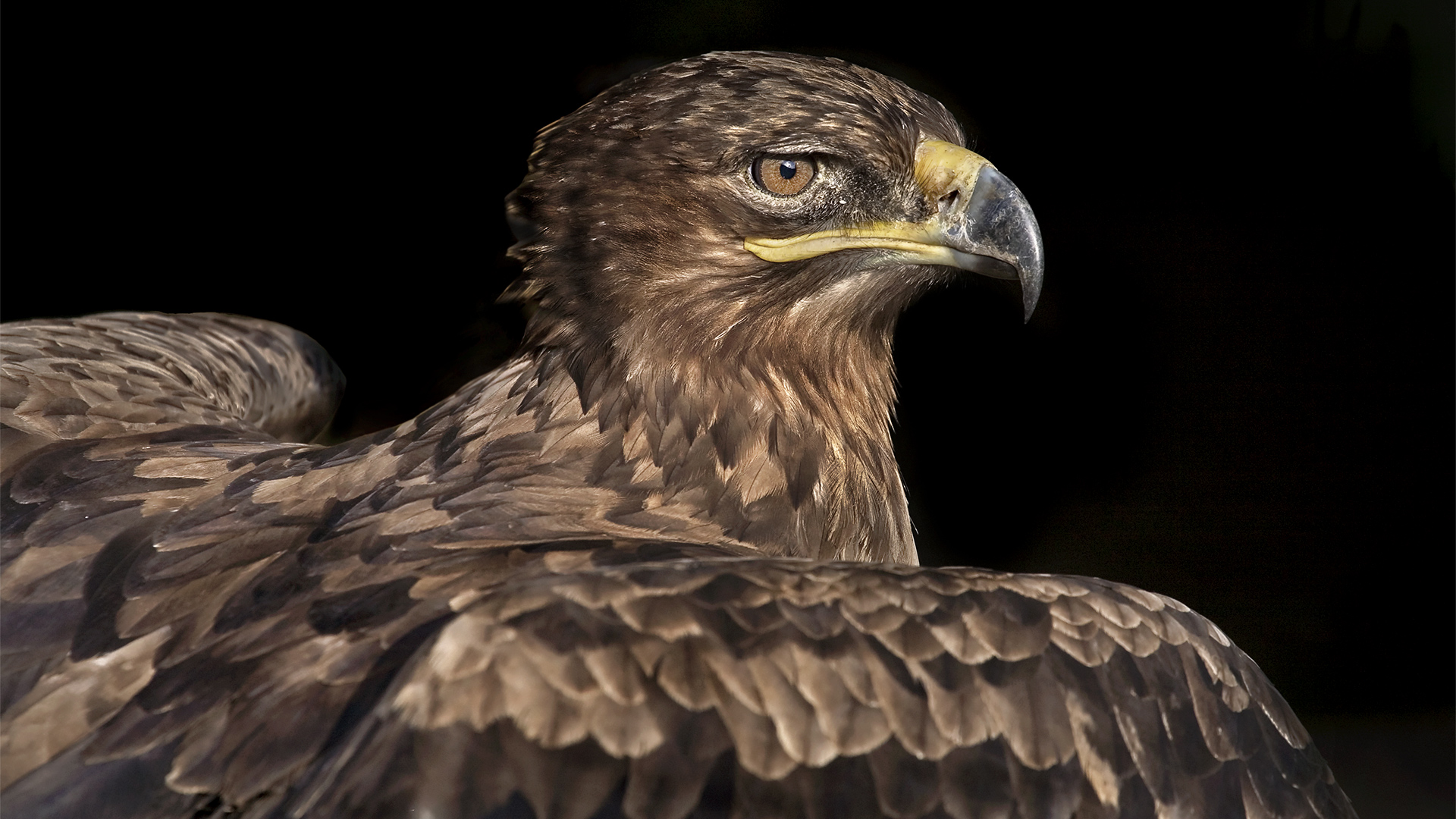 Steppenadler