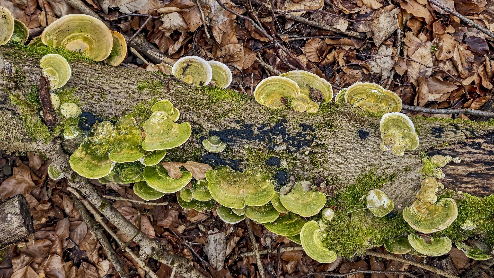 Der Kreislauf der Natur.