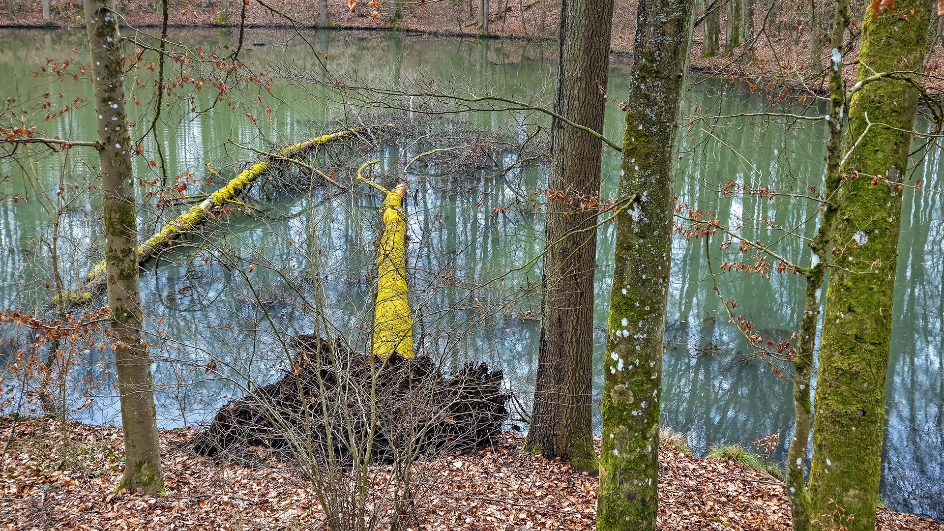 FFH-Schutzgebiet Peterseen bei Lich (Wetterau)
