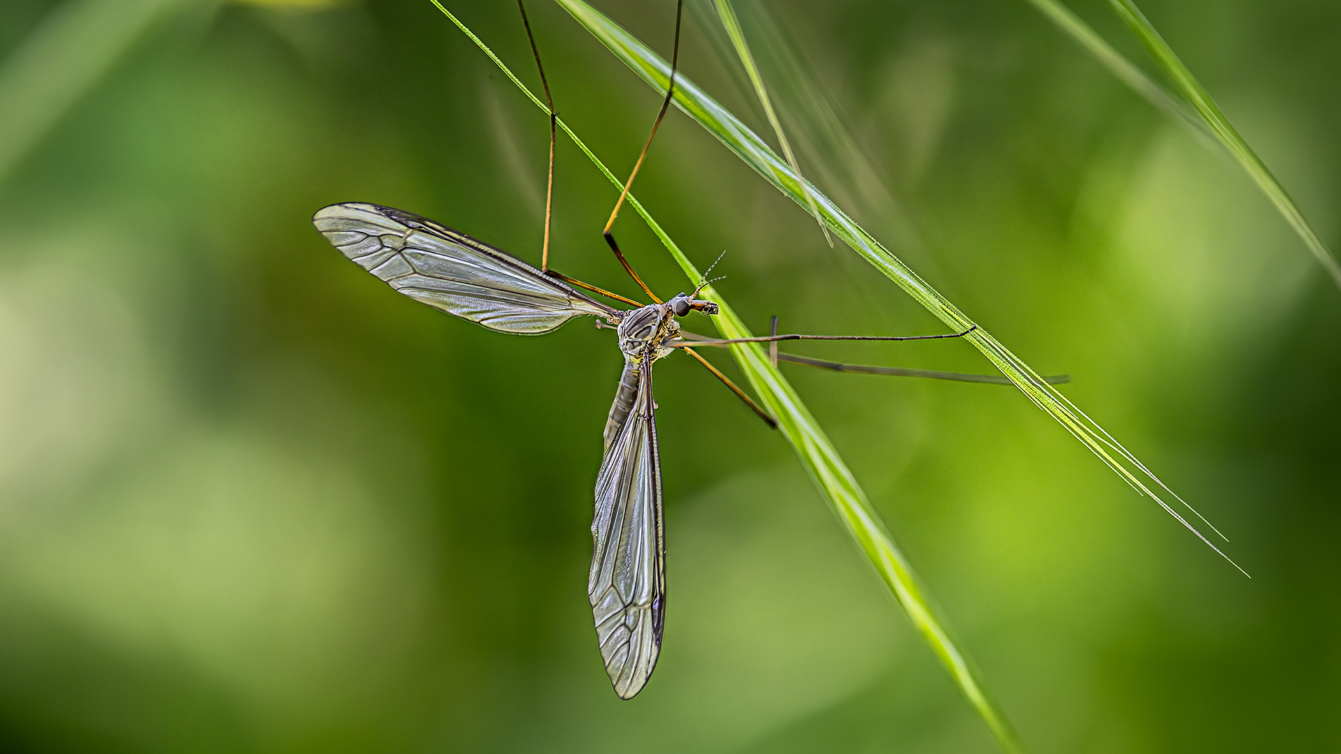 TIPULA-Schnake