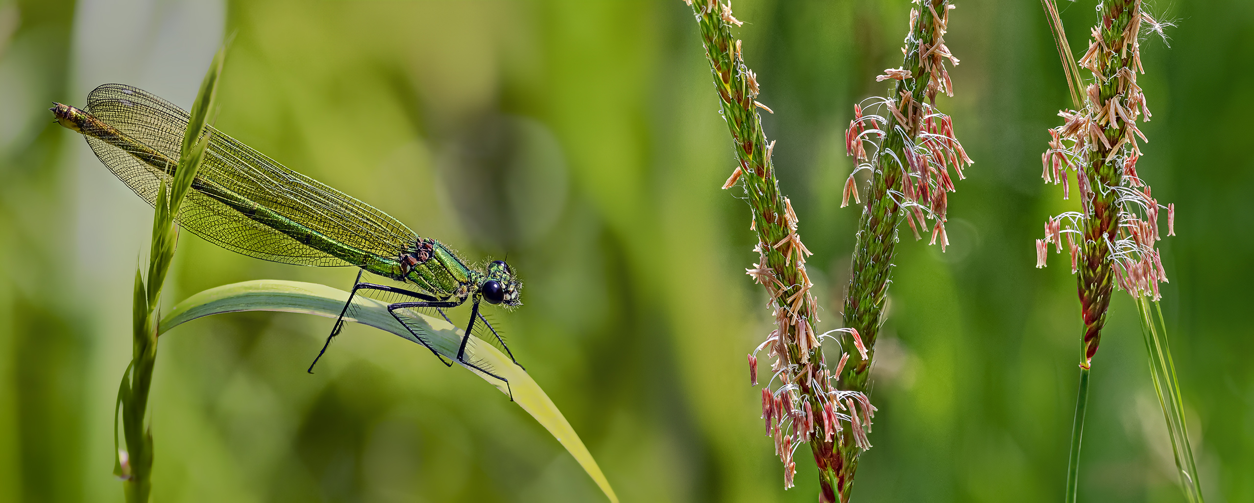 Weibliche Gebänderte Prachtlibelle (Calopteryx splendens).