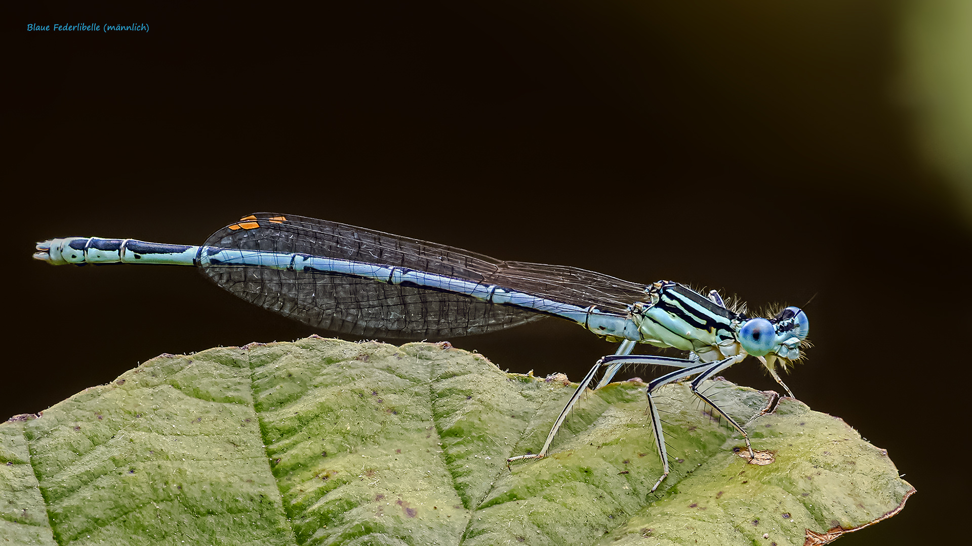 Blaue Federlibelle (männlich)