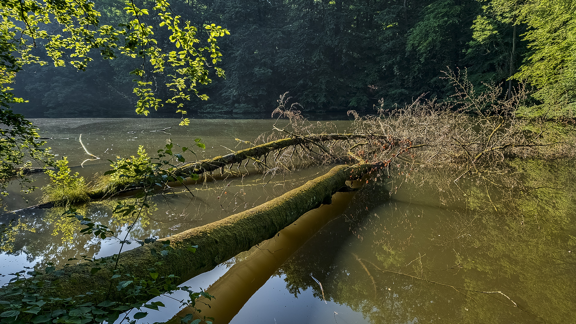 FFH-Schutzgebiet Peterseen bei Lich (Wetterau)