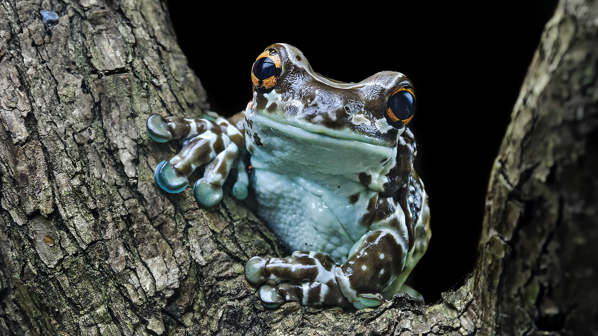 Gefleckter Krötenlaubfrosch