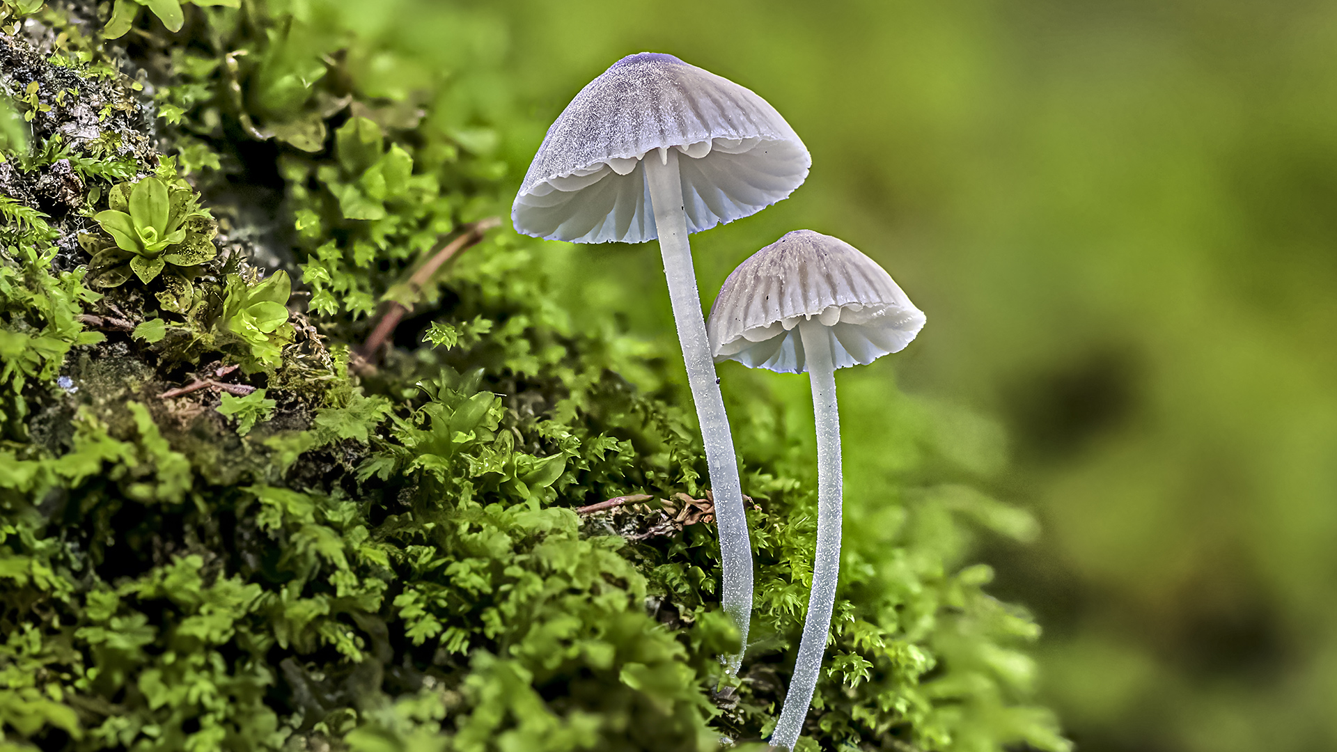 Helmlinge (1/2 cm groß)