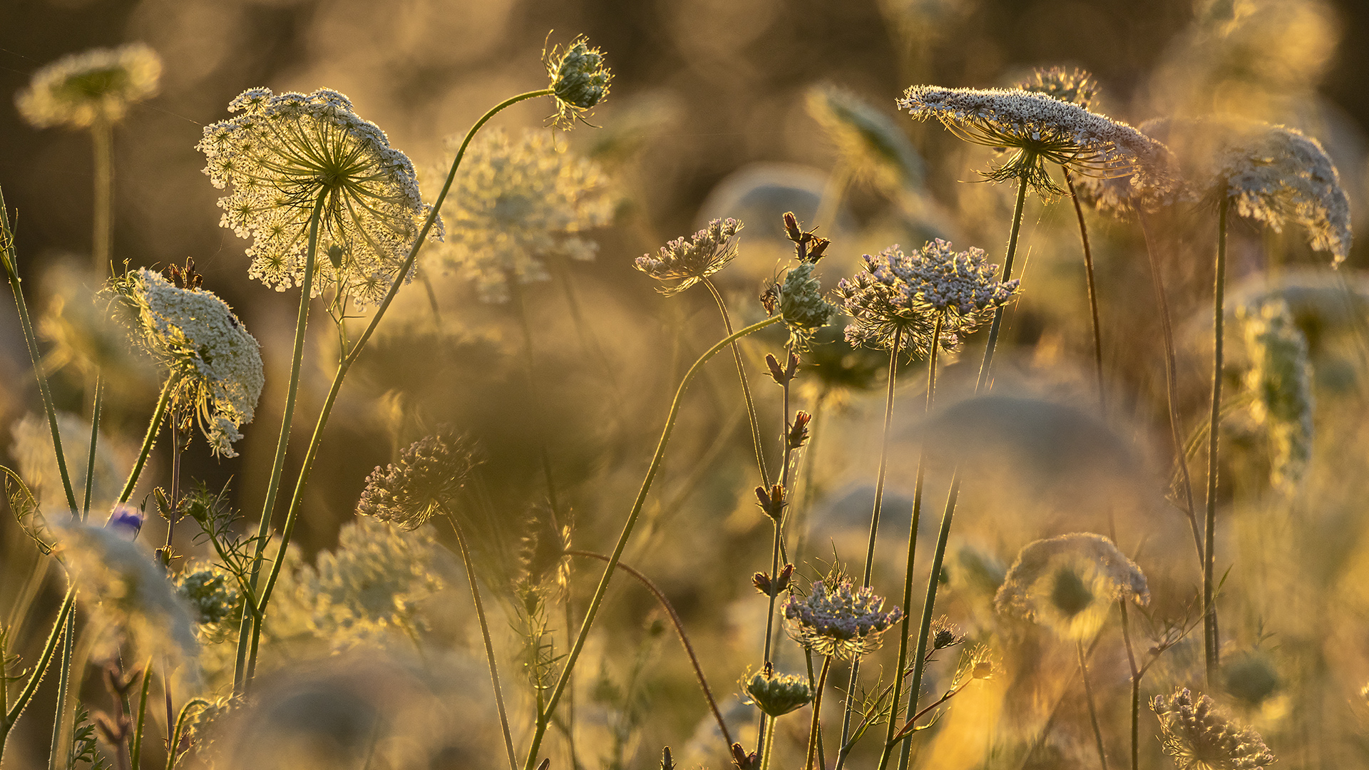 Daucus carota (Wilde Karotte).