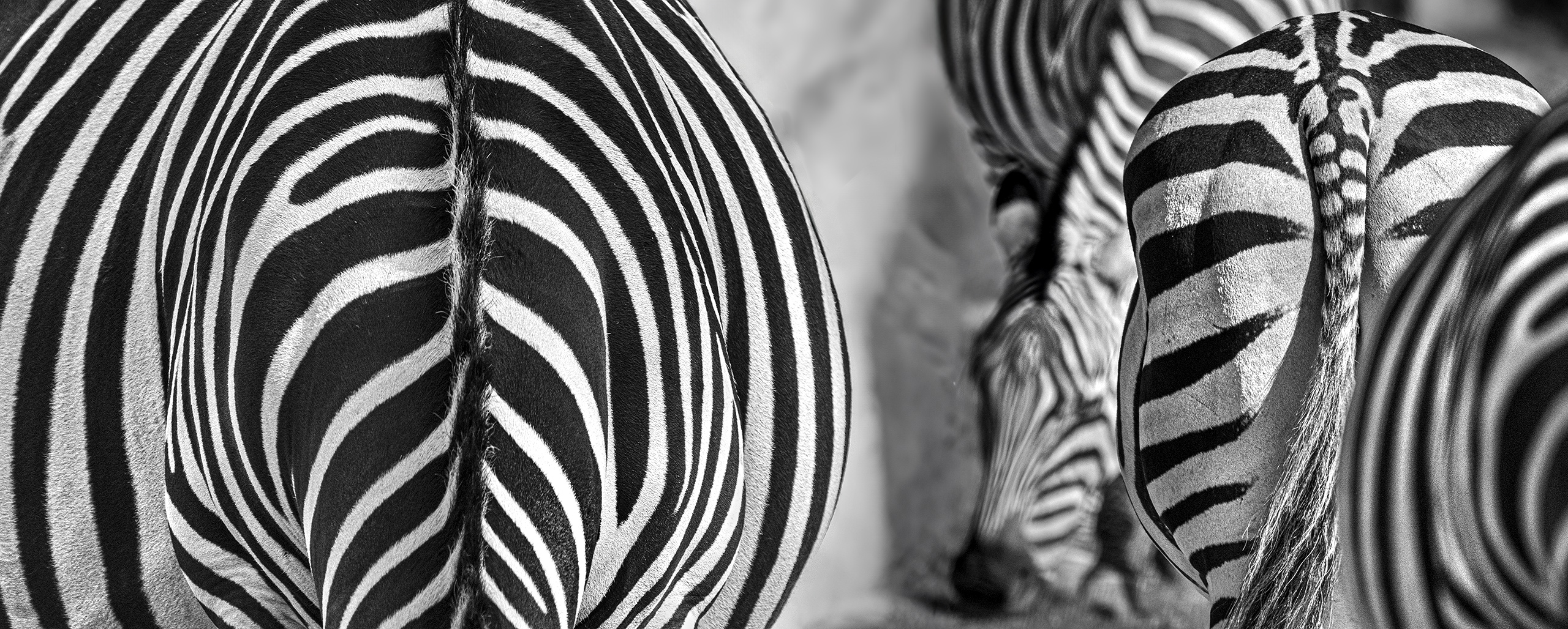 Grevy-Zebras