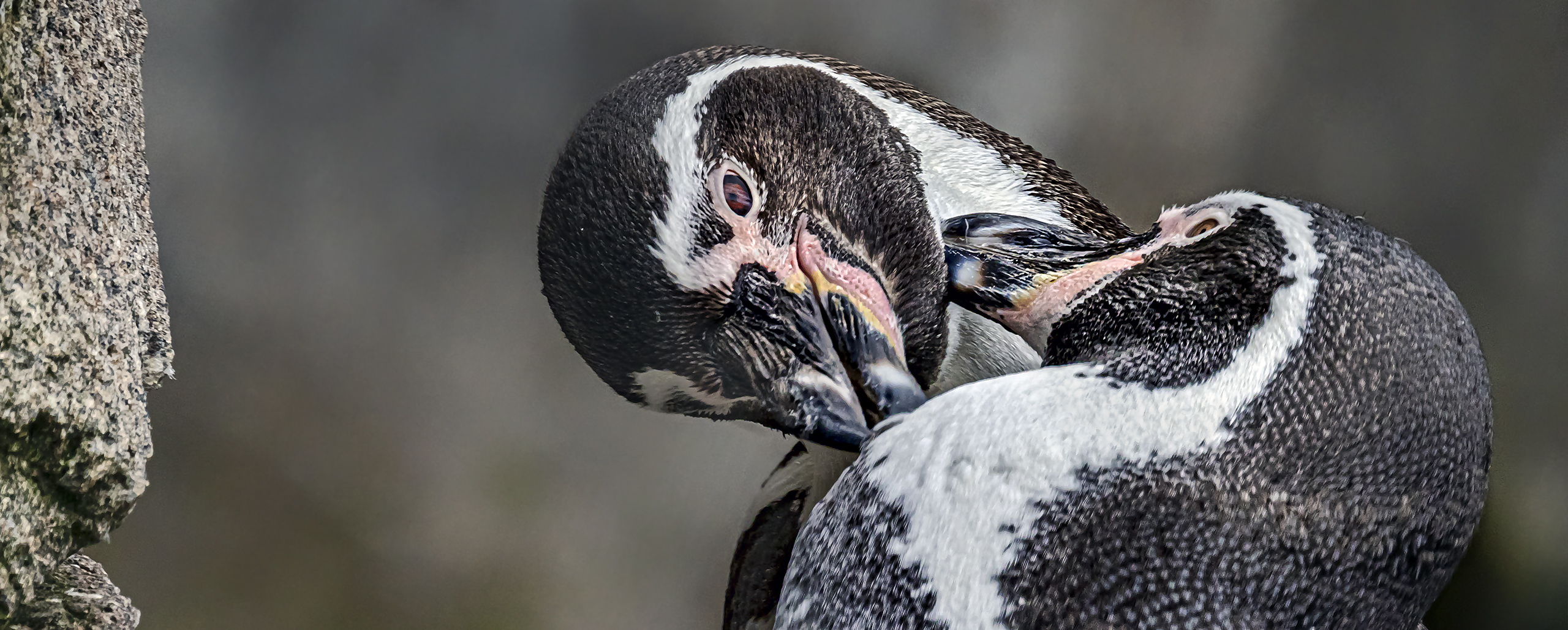 Humboldt-Pinguine