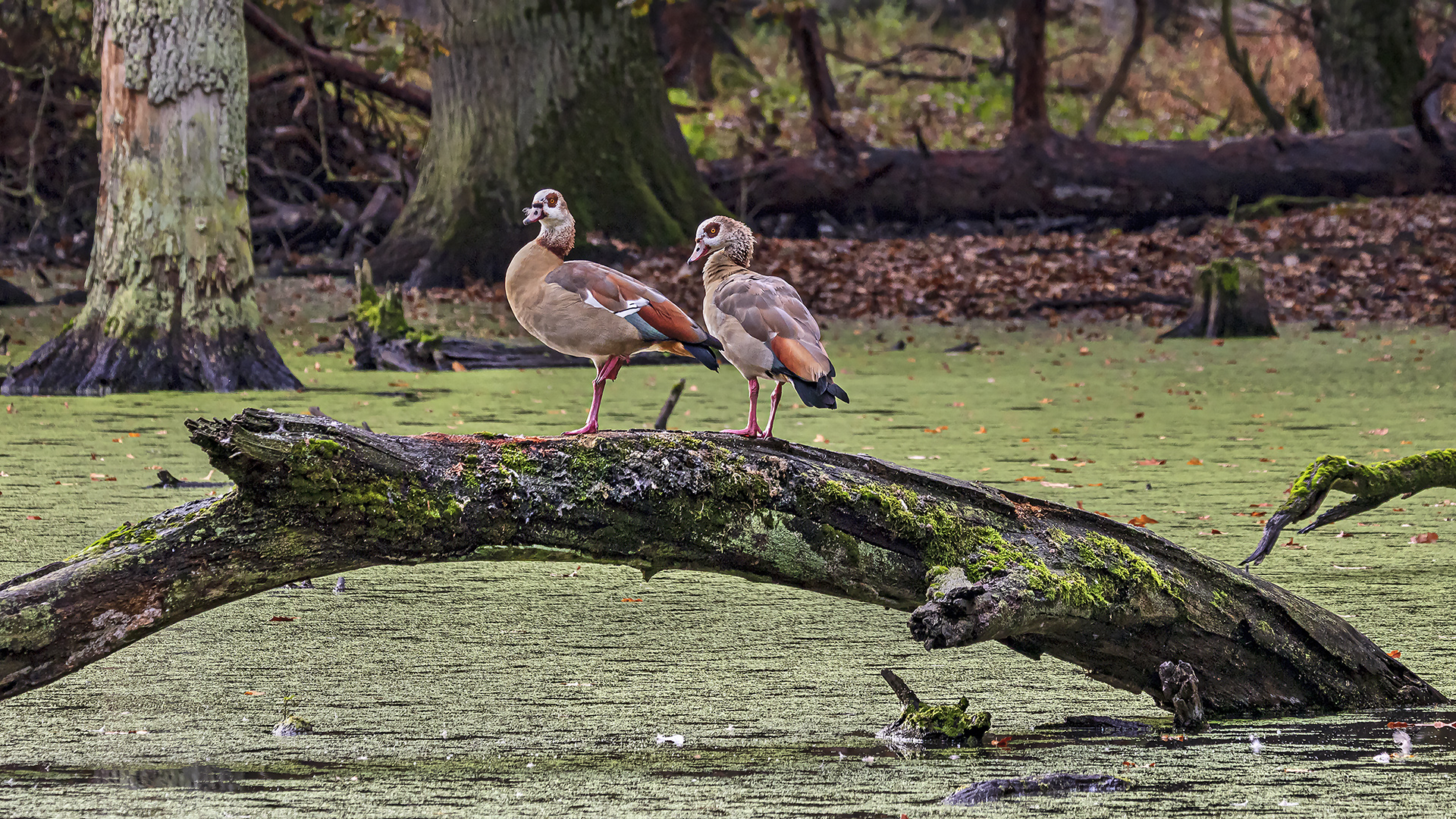 Watchpoint: Nilgänse haben den Rundumblick.