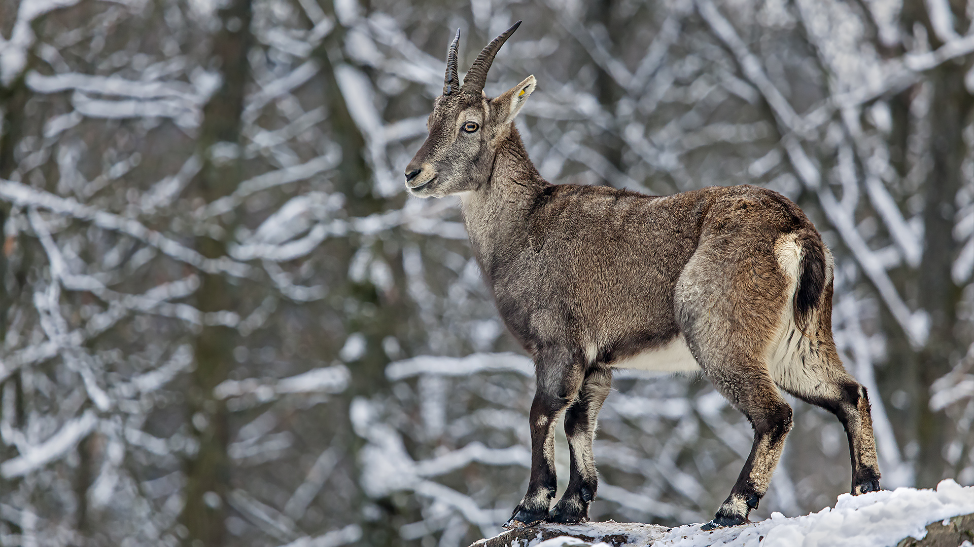 Steinwild im Winter.