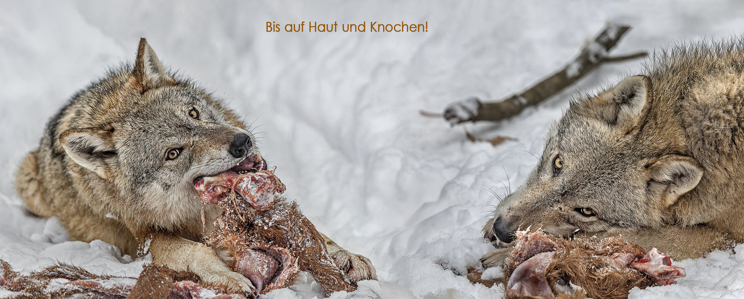 Grauwolf, TP Weilburg