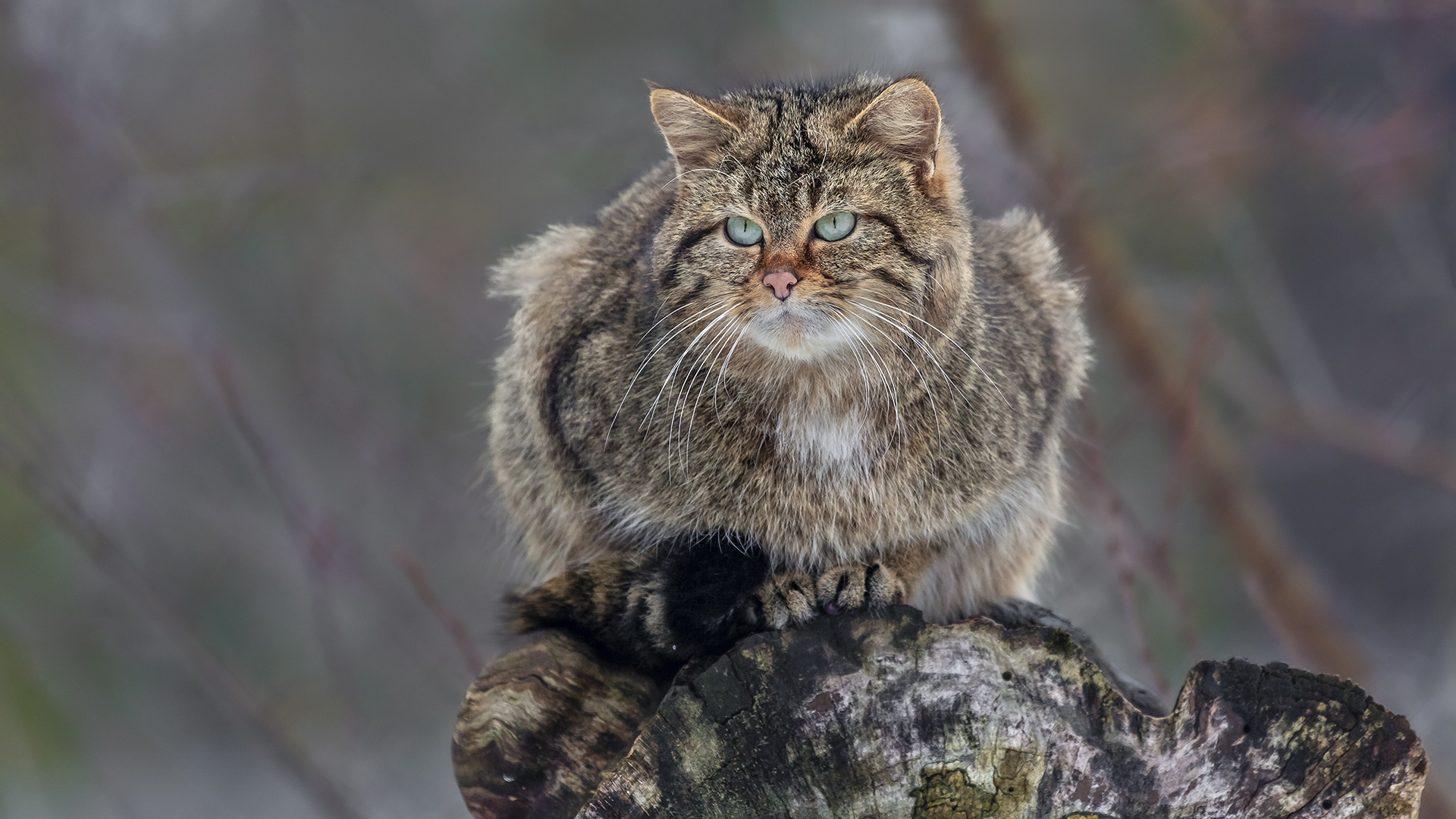 Wildkatze im TP Weilburg.