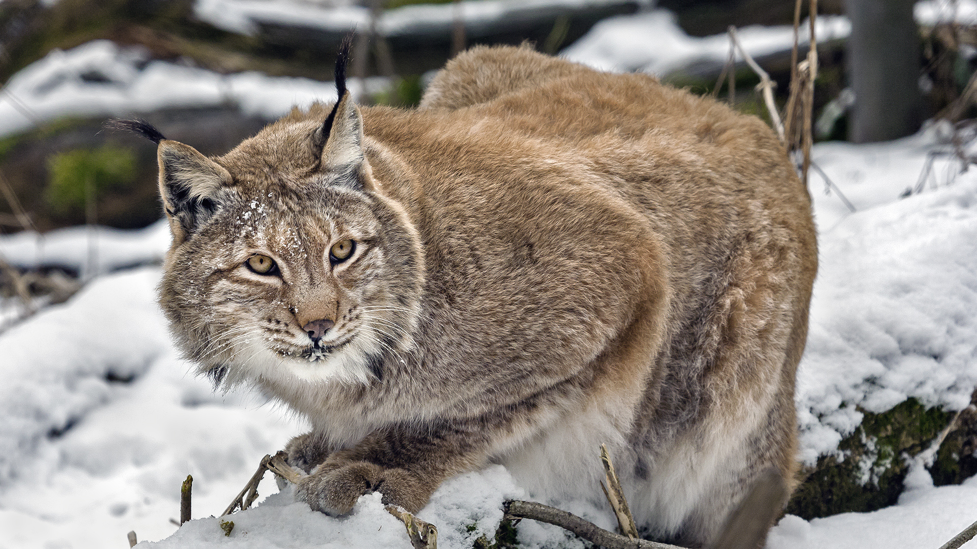 Europäischer Luchs, WP Hanau-Kleinauheim.