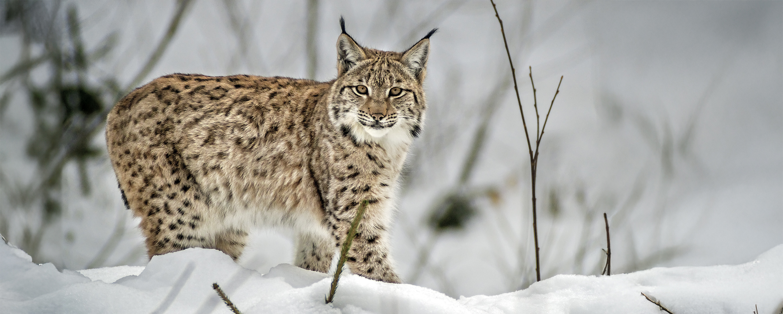 Luchs (lynx) - beobachtet im NP Bayerischer Wald, Tierfreigelände.