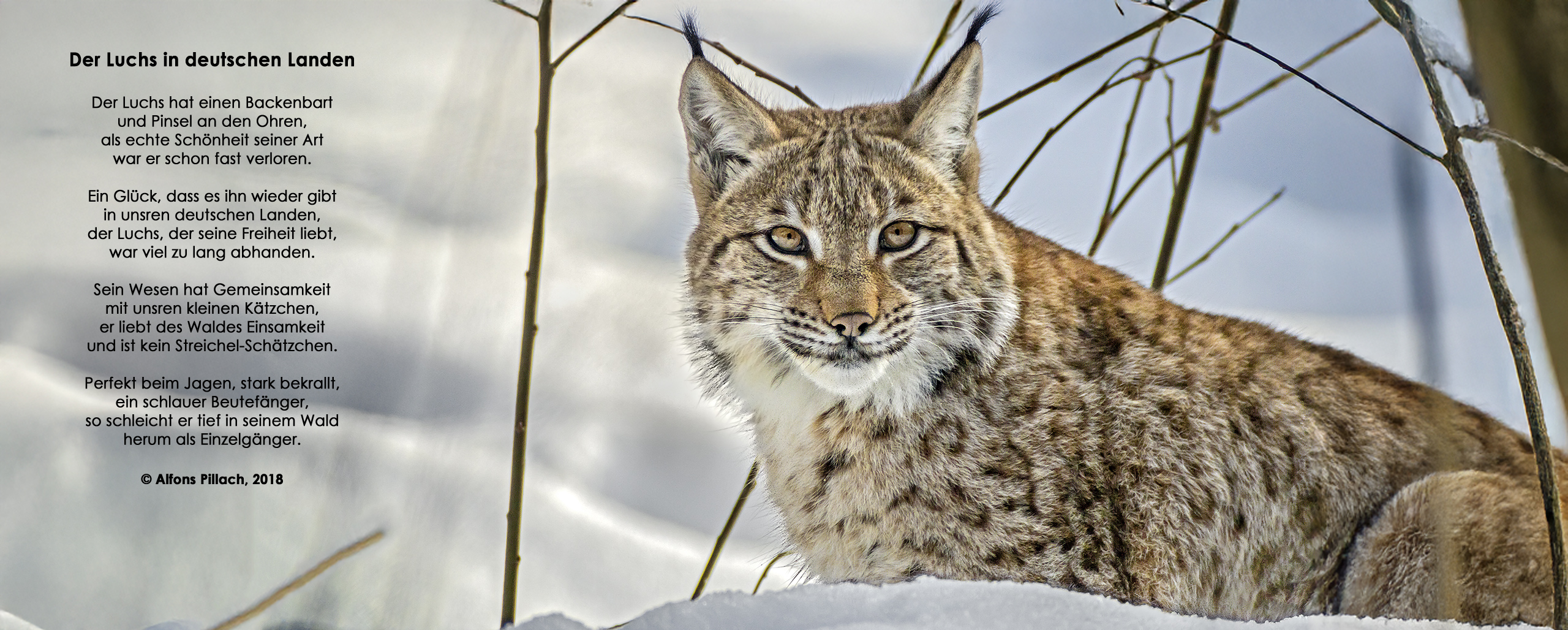 Luchs (lynx) - beobachtet im NP Bayerischer Wald, Tierfreigelände.