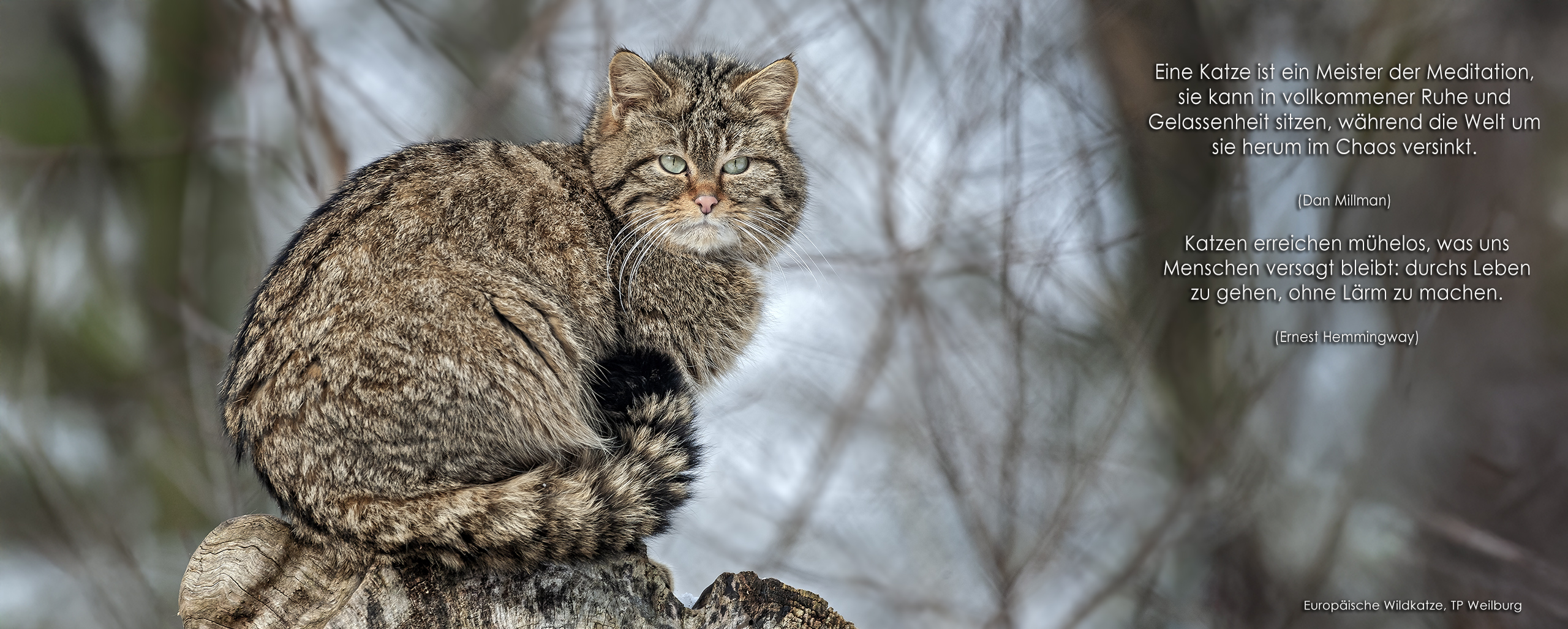 Wildkatze im TP Weilburg.