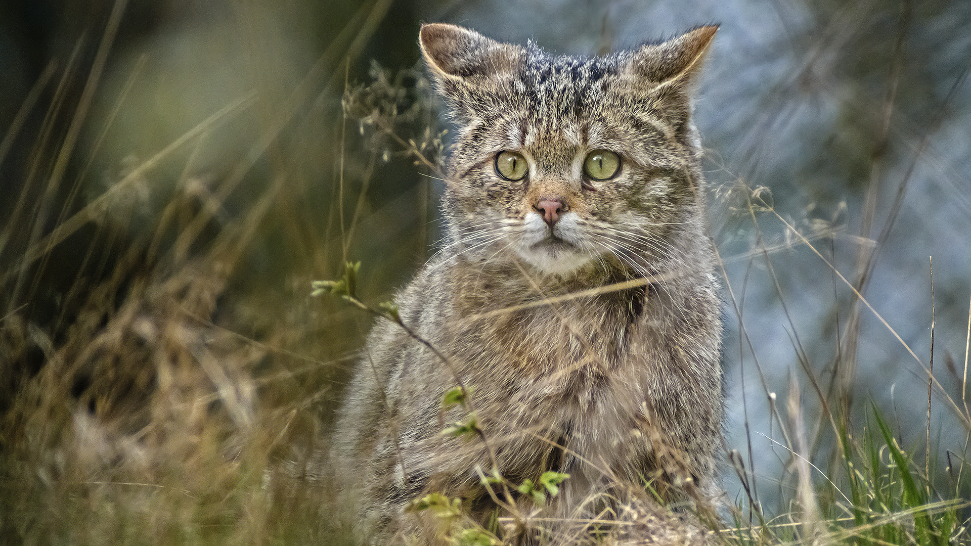 Junge Wildkatze im TP Weilburg.
