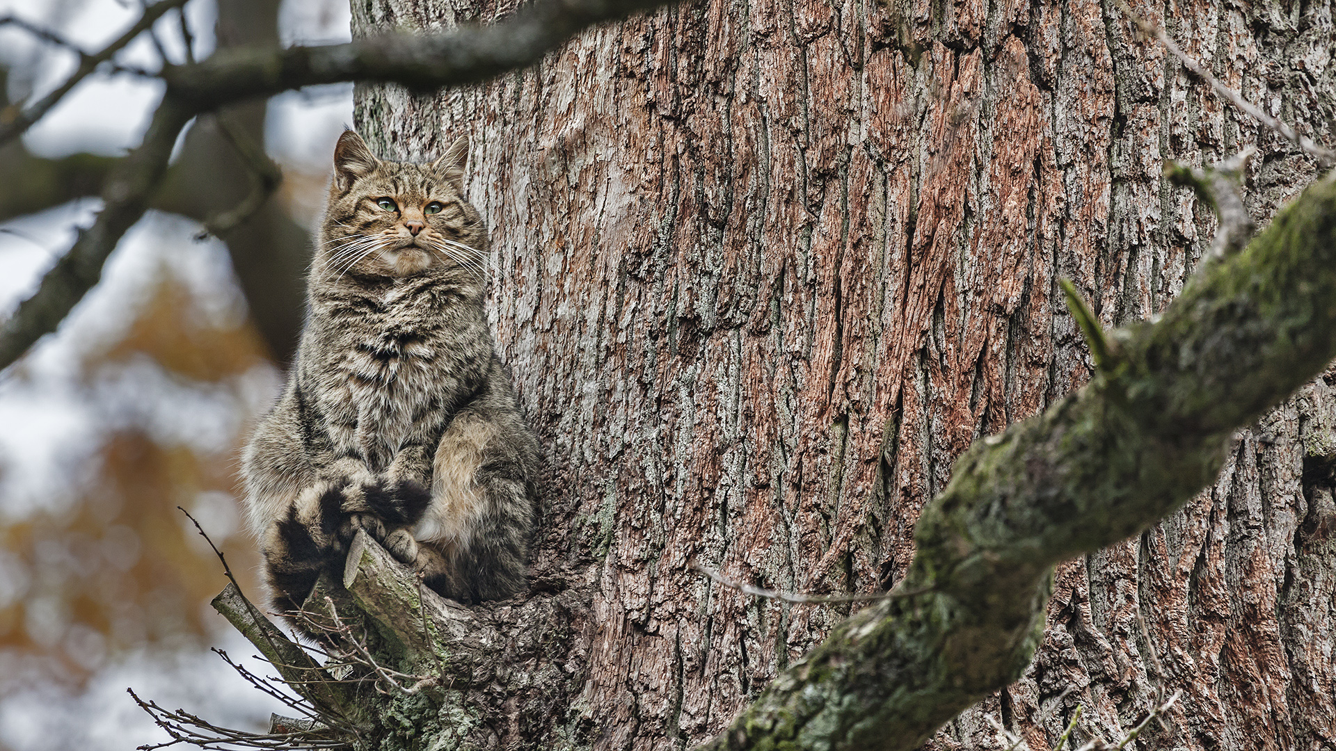 Wildkatze, gut getarnt.