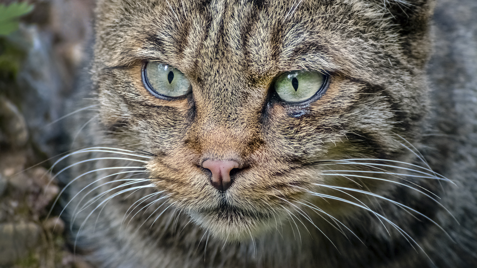 Wildkatze im TP Goldau, Schweiz.