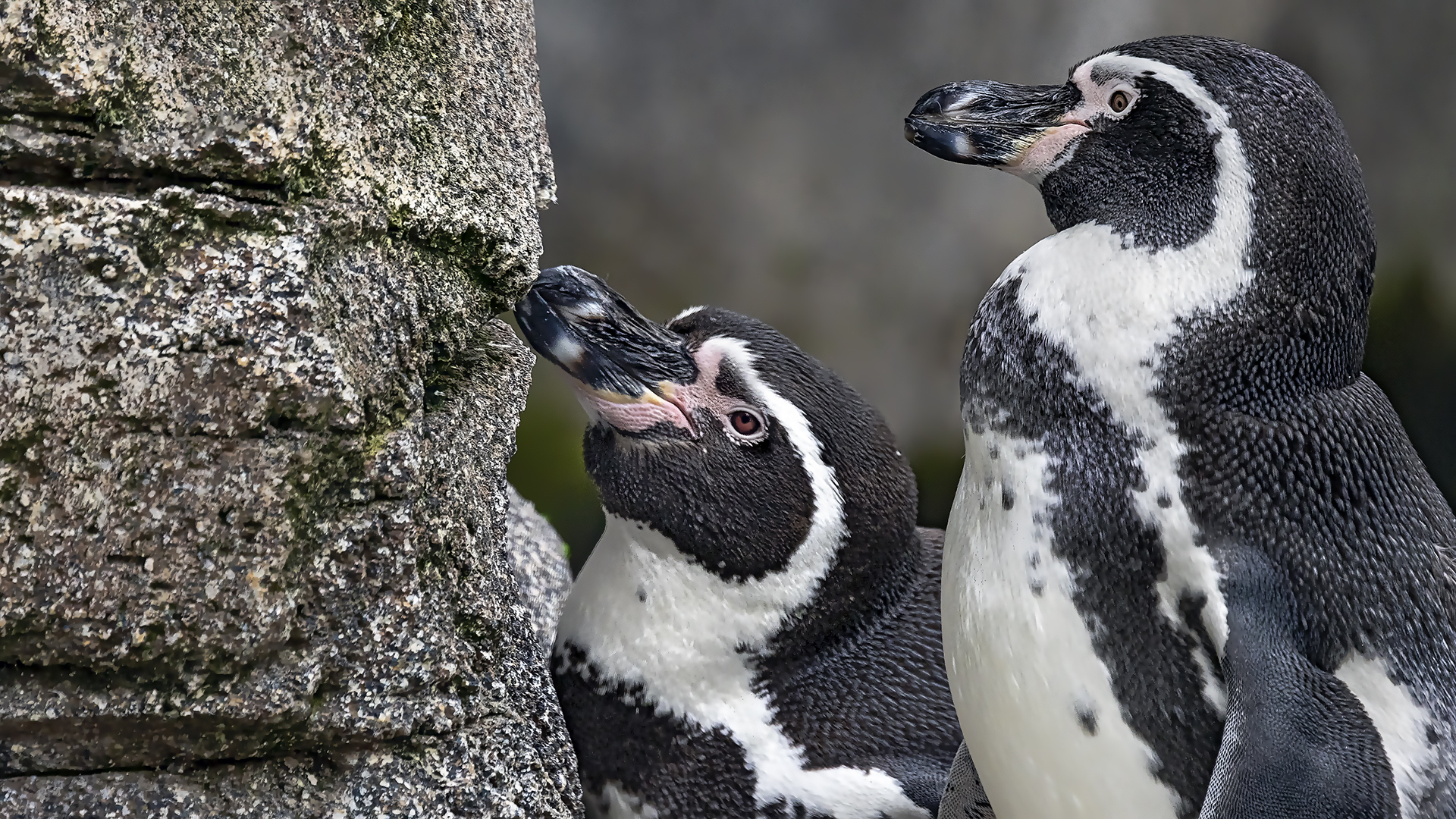Humboldt-Pinguine