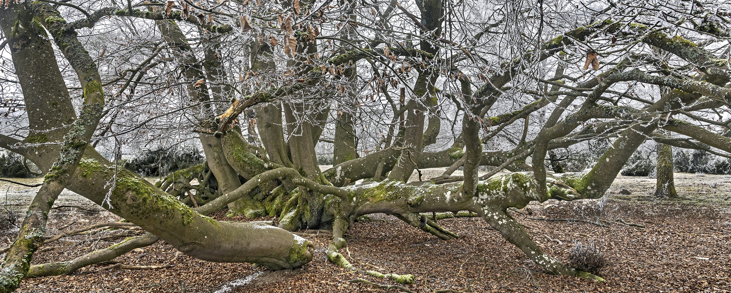 Verwurschtelte Schling-Buche im NSG Riedelbacher Heide/Hochtaunus.