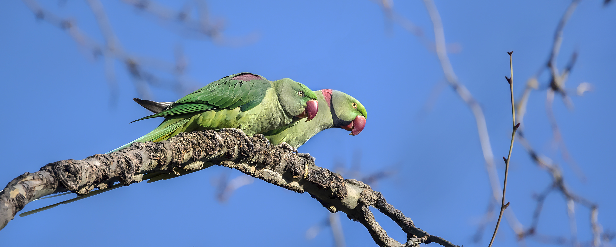 Halsbandsittiche im Schlosspark Wi-Biebrich.