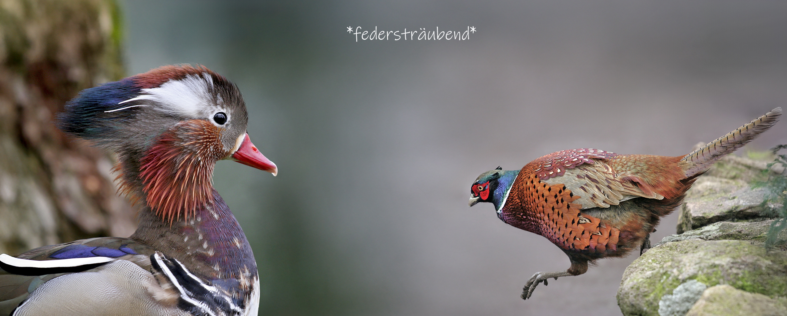 Mandarinente und Goldfasan.