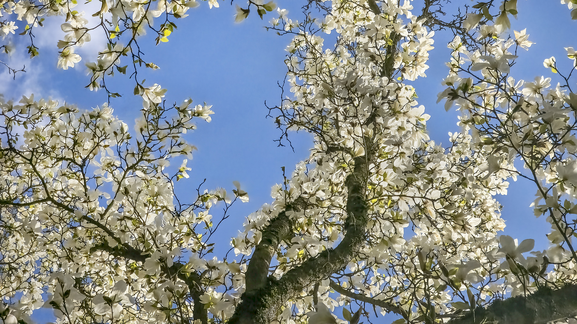 Magnolienpracht im Kurpark von Bad Homburg.