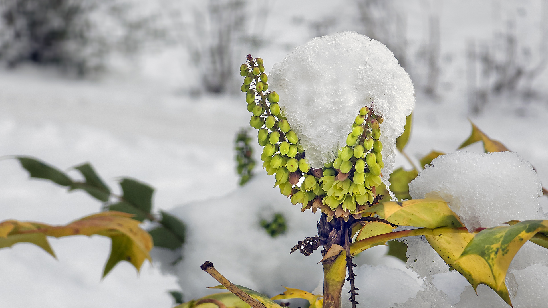 2026: Schnee wie in "alten Zeiten" gab's lange nicht mehr!
