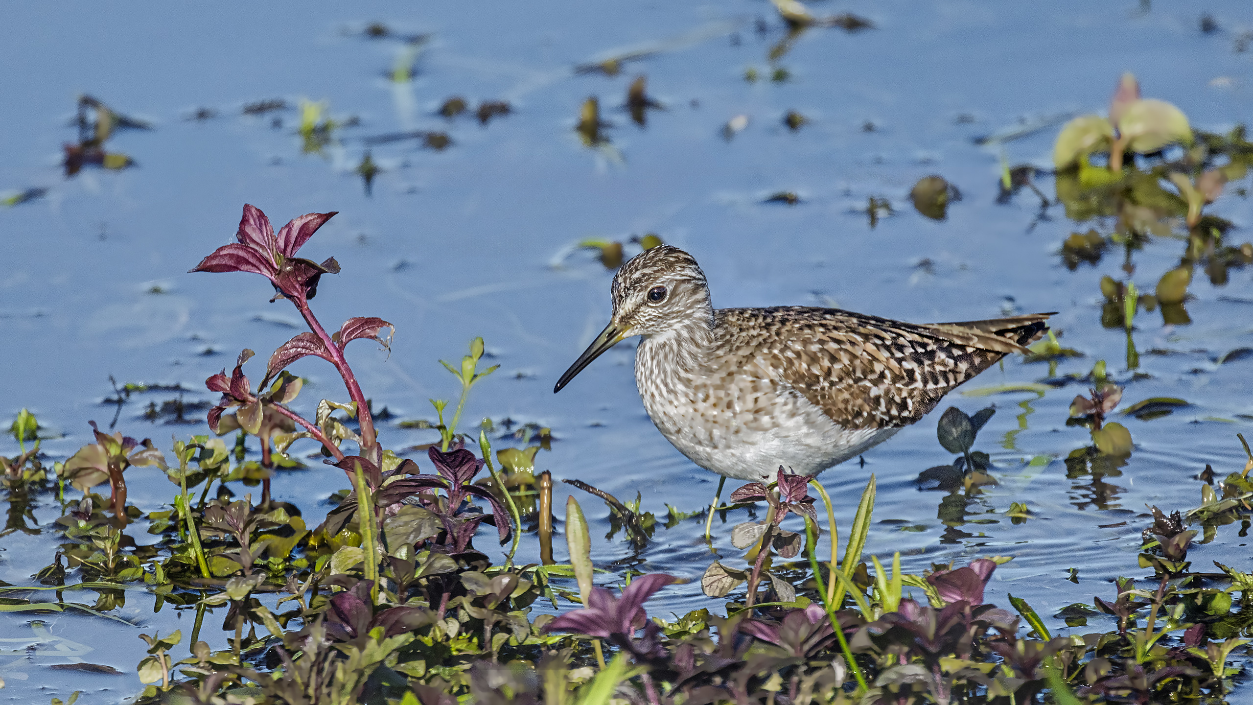 Bruchwasserläufer