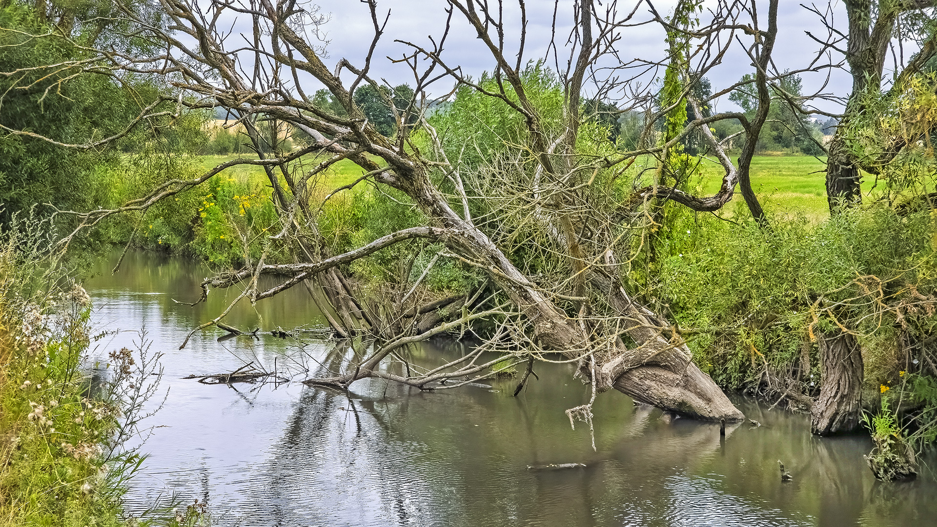 Trotz anhaltender Dürre führt die Nidder noch einigermaßen Wasser.