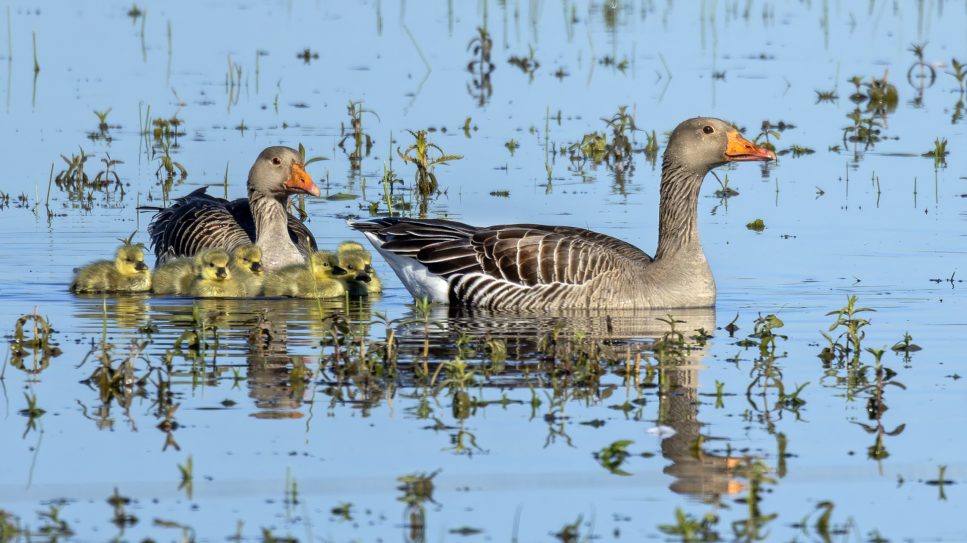 Gänseküken sind Nestflüchter und brauchen nicht gefüttert zu werden.